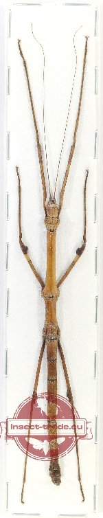 Phasmidae sp. 88