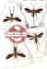 Scientific lot no. 12BC Hymenoptera (Ichneumonidae) (4 pcs A2)