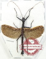 Orthomeria sp. (A2)