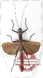 Orthomeria sp. (A2)