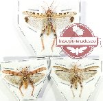 Scientific lot no. 11AB Orthoptera (3 pcs)