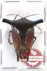 Pentatomidae sp. 38 (A-)