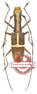 Gnoma vitaticollis