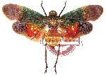 Penthicodes farinosa ssp. wawonii (A2)