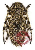 Metipocregyes affinis