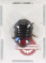 Blattodea sp. 53