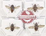 Scientific lot no. 119 Diptera (4 pcs)