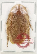 Blattodea sp. 52 (A2)