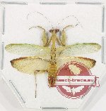 Mantidae sp. 42 (A2)