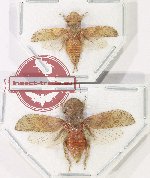 Scientific lot no. 32 Homoptera (2 pcs)