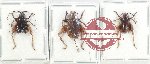 Scientific lot no. 46 Orthoptera (Gryllidae) (3 pcs)