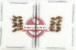 Scientific lot no. 1331 Heteroptera (20 pcs)