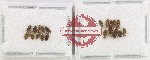 Scientific lot no. 1330 Heteroptera (20 pcs)