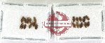 Scientific lot no. 1332 Heteroptera (20 pcs)