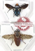Scientific lot no. 120 Diptera (2 pcs)