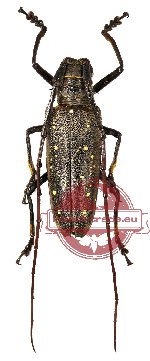 Batocera aeneonigra (A-)