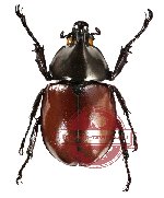 Xylotrupes gideon sondaicus (5 pairs)