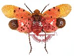 Penthicodes atomaria (5 pcs)