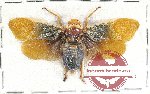 Polydictia robusta