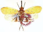 Pyrops cyanirostris (closed)