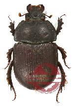 Geotrupes (s.str.) impressus