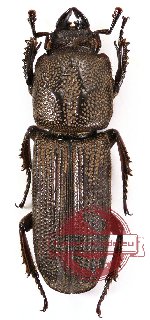 Cardanus sp. 1 (5 pcs)