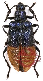 Lagriidae sp. 2 (5 pcs A-/A2)