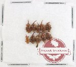 Scientific lot no. 968 Curculionidae (10 pcs)