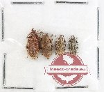 Scientific lot no. 200K Curculionidae (4 pcs)