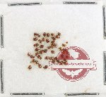Hydrophilidae Scientific lot no. 314 (ca 45 pcs)
