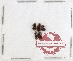 Scientific lot no. 205 Nitidulidae (5 pcs)
