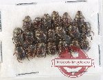 Scientific lot no. 914 Coprophaga (20 pcs)
