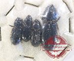 Scientific lot no. 180 Pasalidae (4 pcs)