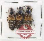 Scientific lot no. 160 Staphylinidae (3 pcs)