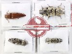 Scientific lot no. 225 Elateridae (4 pcs)