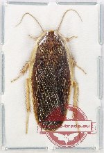 Blattodea sp. 56 (A2)