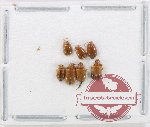 Scientific lot no. 614 Chrysomelidae (7 pcs)