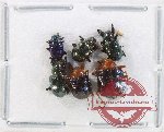 Scientific lot no. 615 Chrysomelidae (6 pcs)