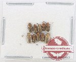 Scientific lot no. 611 Chrysomelidae (10 pcs)