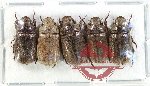 Scientific lot no. 399 Rutelinae (5 pcs)