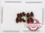 Scientific lot no. 1372 Heteroptera (10 pcs)