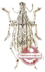 Rhinoscapha sp. 32 (A2)