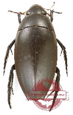 Hydrophilidae sp. 8