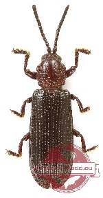 Anisodera sp. 1 (5 pcs)