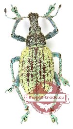 Celebesia sp. 3 (5 pcs)