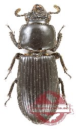 Passalidae sp. 48