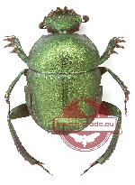 Gymnopleurus sp. 18 (A2)