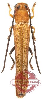Oberea sp. 17