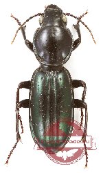 Sarticus (Coronacanthus) obsolescens