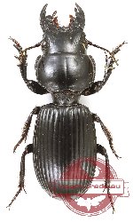Scaritini sp. 7